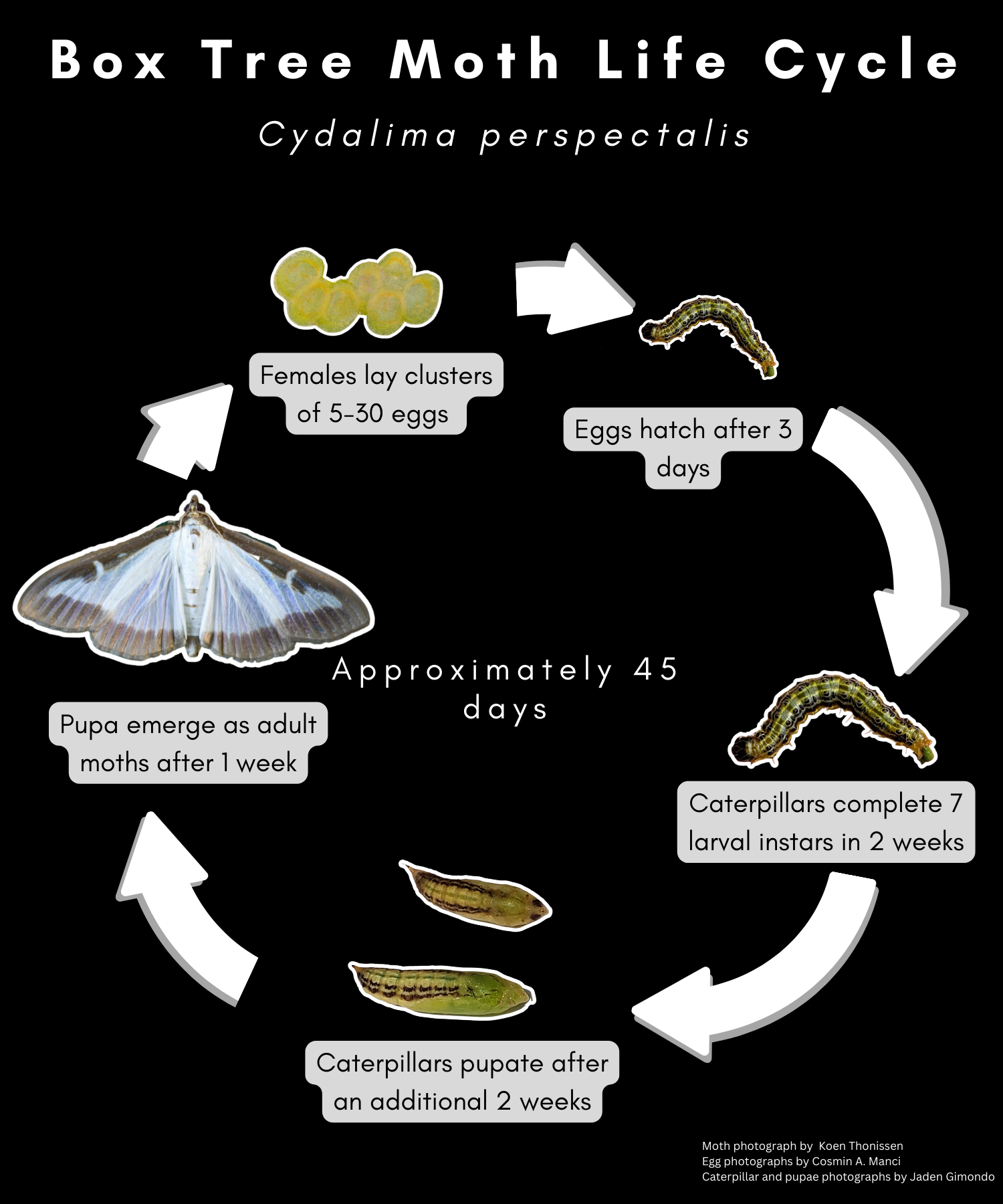 Box tree moth life cycle.
